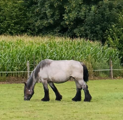 Trekpaard .merrie . Blauwschimmel, Dieren en Toebehoren, Paarden, Merrie, Onbeleerd, 160 tot 165 cm, 3 tot 6 jaar, Tuigpaard, Met stamboom