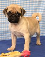 Super leuke Mopshonden pups!, Dieren en Toebehoren, 15 weken tot 1 jaar, Buitenland, CDV (hondenziekte), Meerdere