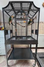 Super tamme zwartkop caiques te koop met kooi, Dieren en Toebehoren, Vogels | Parkieten en Papegaaien, Meerdere dieren, Papegaai