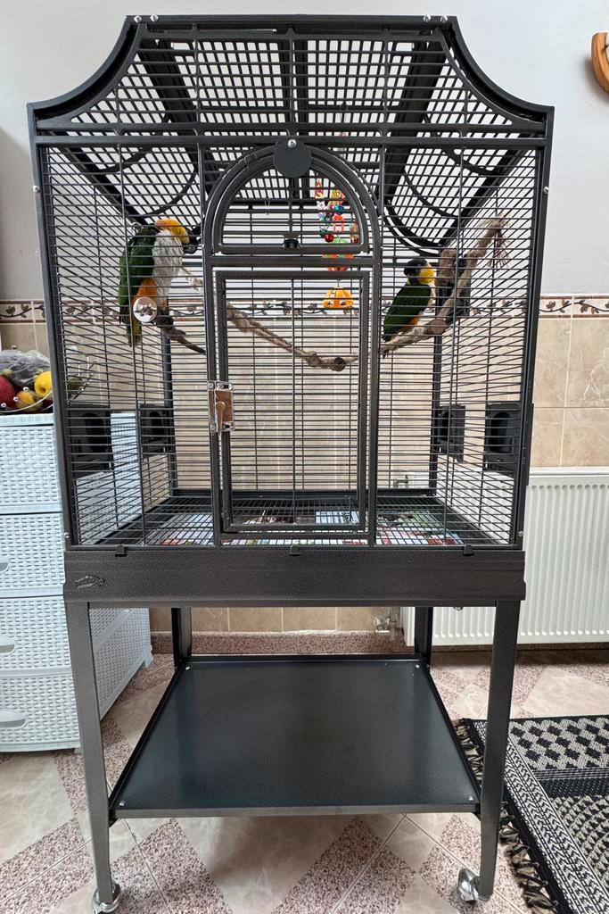 Super tamme zwartkop caiques te koop met kooi, Dieren en Toebehoren, Vogels | Parkieten en Papegaaien, Papegaai, Meerdere dieren