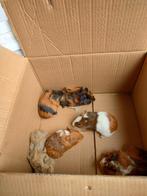 Cavia's, Oktober, Mannelijk, Cavia