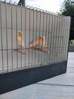Kanaries, Dieren en Toebehoren, Vogels | Kanaries