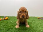 Nestjes Engelse Cocker Spaniel pups, België, CDV (hondenziekte), 8 tot 15 weken, Meerdere