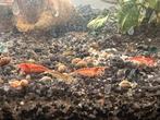 Crevettes, Animaux & Accessoires, Poissons | Poissons d'aquarium, Homard, Crabe ou Crevette, Poisson d'eau douce, Banc de poissons