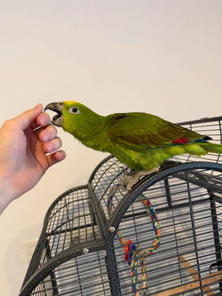 Geelvoorhoofd amazone papegaai met kooi 12weken oud, Dieren en Toebehoren, Vogels | Parkieten en Papegaaien, Papegaai, Tam