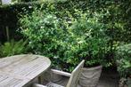 2 potten Italiaanse Jasmijn PG, Tuin en Terras, Ophalen, Vaste plant