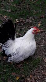 œufs à éclore de Chabo, Animaux & Accessoires, Poule ou poulet, Plusieurs animaux
