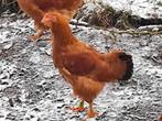 New hampshire groothoenders, Dieren en Toebehoren, Meerdere dieren, Kip
