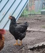 Jonge Mechelse Koek hennen 17 weken oud, Dieren en Toebehoren, Pluimvee, Vrouwelijk, Kip
