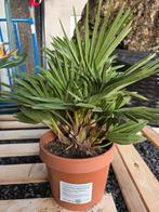 Europese dwergpalm - Chamaerops Humilis Siciliana, Tuin en Terras, Ophalen