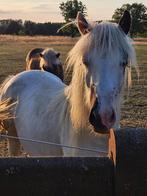 Leuke 2 jarige Ijslander kuising, Dieren en Toebehoren, Merrie, Gechipt, 0 tot 2 jaar, Onbeleerd