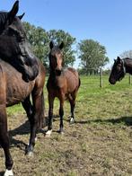 2 jarige ruin ( daily magic), Dieren en Toebehoren, Paarden, Springpaard, Gechipt, Ruin, 0 tot 2 jaar