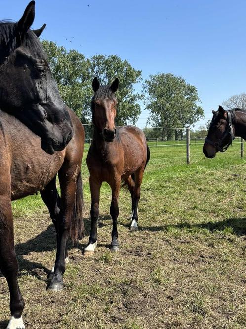 2 jarige ruin ( daily magic), Dieren en Toebehoren, Paarden, Ruin, Onbeleerd, 165 tot 170 cm, 0 tot 2 jaar, Springpaard, Met stamboom