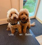 poedel nestje beschikbaar, Dieren en Toebehoren, Poedel, België, Fokker | Hobbymatig, 1 tot 2 jaar