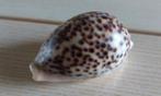 Cypraea tigris schelp 7,5 cm, Ophalen of Verzenden, Schelp(en)