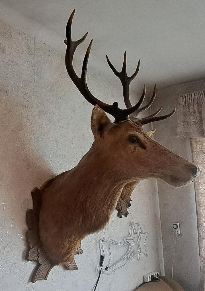 Indrukwekkende Taxidermie Edelhert - 12-ender, Antiek en Kunst, Curiosa en Brocante, Ophalen