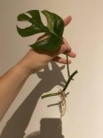 Monstera raphidophora variegata, Enlèvement ou Envoi