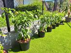 Jalapeño plantjes, Ophalen