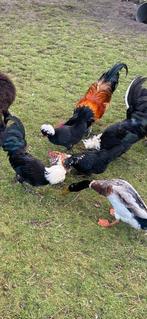 Hollandse kuifhoen haan, Dieren en Toebehoren, Mannelijk