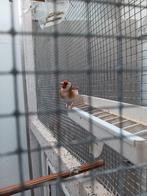 Putters wildkleur, Dieren en Toebehoren, Meerdere dieren, Wildzangvogel, Geringd