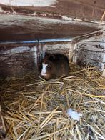 2 cavia vrouwtjes, Animaux & Accessoires, Rongeurs, Janvier, Femelle, Cobaye