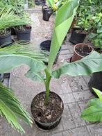 Musa basjoo wintervaste banaan, Tuin en Terras, Planten | Tuinplanten, Ophalen