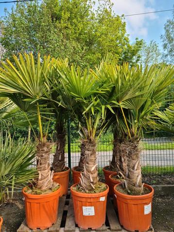 Palmboom Trachycarpus Fortune i- winterharde palmbomen 
