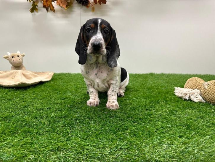 Kruising Basset Hound x Dwergteckel pups, Dieren en Toebehoren, Honden | Niet-rashonden, Teef, Fokker | Professioneel, Meerdere