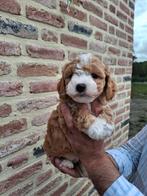 Maltipoo puppies, supermooi en kerngezond, Dieren en Toebehoren, Honden | Chihuahua's en Gezelschapshonden, België, Fokker | Hobbymatig