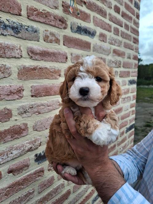 Maltipoo puppies, supermooi en kerngezond, Dieren en Toebehoren, Honden | Chihuahua's en Gezelschapshonden, Meerdere dieren, Overige rassen