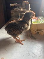 Raszuivere kuikens  te koop, Dieren en Toebehoren, Pluimvee