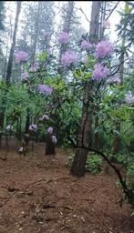 Bosgrond, Immo, Gronden en Bouwgronden, 1000 tot 1500 m²