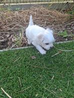Maltezer pups, Dieren en Toebehoren, Honden | Chihuahua's en Gezelschapshonden, België, Maltezer, Fokker | Hobbymatig, CDV (hondenziekte)