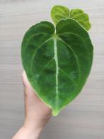 Anthurium radiant flare, Ophalen of Verzenden