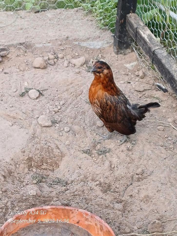 Antwerpse baardkrielen 2025: 4 hennetjes, Animaux & Accessoires, Volatiles, Poule ou poulet