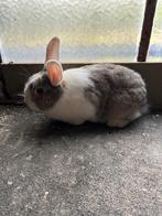 Dwergkonijn, Mâle, Nain, 0 à 2 ans