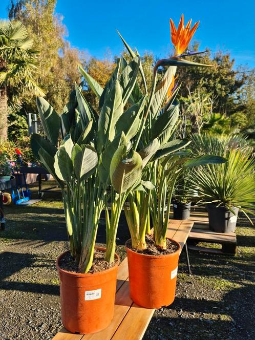 Strelitzia Reginae, Jardin & Terrasse, Plantes | Jardin, Enlèvement