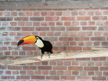 Ramphastos toco man beschikbaar voor biedingen