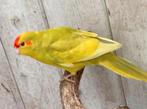 Kakariki fallow pop, Dieren en Toebehoren, Vrouwelijk, Parkiet, Geringd