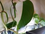 Monstera Variegata Albo + Albo Half moon, Huis en Inrichting, Ophalen