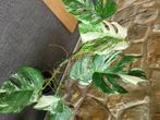 Monstera bonte albo-plant, Huis en Inrichting, Kamerplanten, Ophalen, Halfschaduw, In pot, Minder dan 100 cm