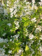 Witte Bruidsbloem: Deutzia Gracillis sierstruik, Tuin en Terras, Overige soorten, Minder dan 100 cm, Struik, Ophalen