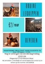 Bruine legkippen, Animaux & Accessoires, Volatiles