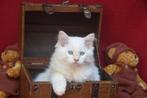 Raszuiver ragdoll katertjes, Kater, Gechipt, 0 tot 2 jaar