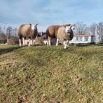 Texel ramlammeren, Animaux & Accessoires, Moutons, Chèvres & Cochons, Mâle, Mouton, 0 à 2 ans