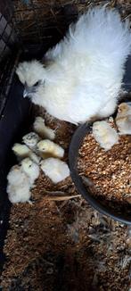 zijdehoen kip met 8 kuikens, Dieren en Toebehoren, Meerdere dieren, Kip