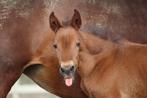 Jaarling merrie, Dieren en Toebehoren, Paarden, Merrie, Gechipt, 0 tot 2 jaar, 160 tot 165 cm