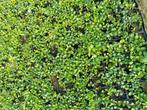 Bodembedekker vinca, Tuin en Terras, Planten | Tuinplanten, Ophalen