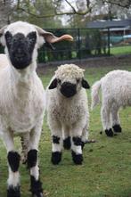 Walliser schwarznase ramlam Quizy, Dieren en Toebehoren, Schaap, Mannelijk, 0 tot 2 jaar