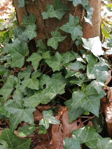 Klimop planten gratis, Ophalen